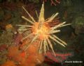 Stylocidaris affinis